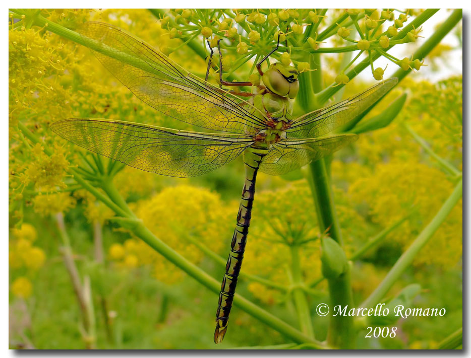 A tu per tu con l''Anax imperator